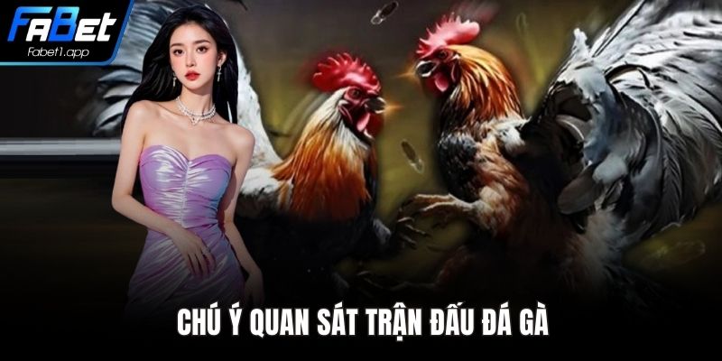 Chú ý quan sát trận đấu đá gà